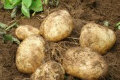 优质土豆种植