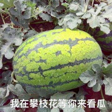 盐边西瓜代办