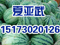 岳阳西瓜批发