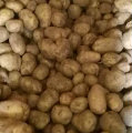 黄沙地土豆