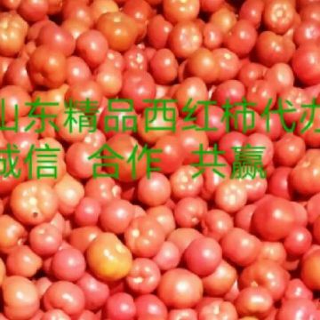 山东精品西红柿