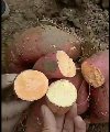 济宁红薯种植