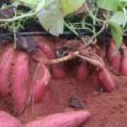 红薯种植代收