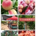 水蜜桃，东明县