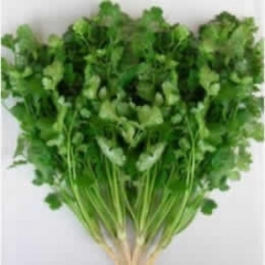 聊城市高先生：小叶香菜11月上市