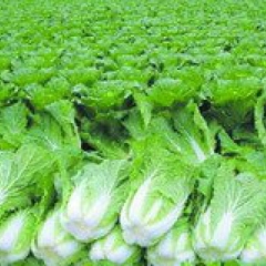 商丘市太平乡青杂三号0.28元/斤