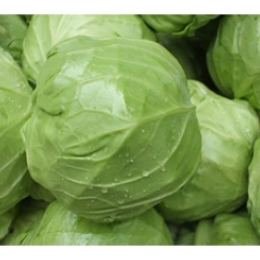 徐州市张李庄刘经理供应甘蓝今天元/斤