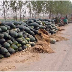 河南修武子弹头黑皮冬瓜：修武县薛黑旦
