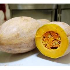 湖北嘉鱼密本2号南瓜：新街镇张民