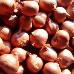 黑龙江五常毛葱收获期在七月十日左右