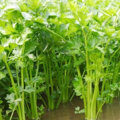 山东博兴美国西芹：山东博王学军