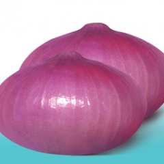 山东昌乐红皮洋葱：鄌郚镇张先生