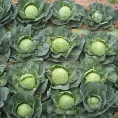 江苏沛县中甘二十一，美味甘蓝