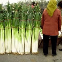 山东邹城铁杆大葱：张庄镇高启明