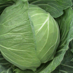 现在大头菜出现滞销现象