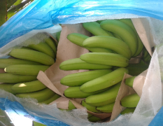 广西崇左巴西香蕉农户都有品质好