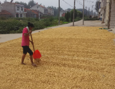 中洲农场所产巨丰黄豆 非转基因大豆