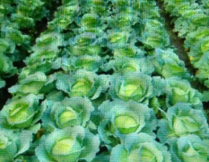 神农架五十亩优质包菜，产自高海拔