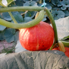 红栗南瓜出售质优价联