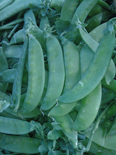 珍宝豆菜碗豆价格