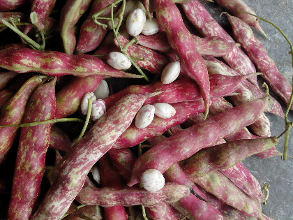 供应花豆豆角又名鸟蛋豆大理尹杰