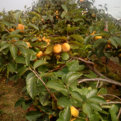 陕西大荔范家镇日本次狼 甜柿子