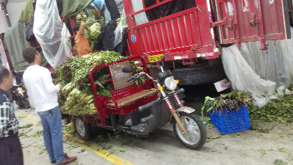 惠州江北批发市场有两家发山东莴苣