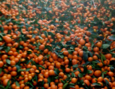 江西叶橘今年特大丰收，橘子非常便宜欢饮新老