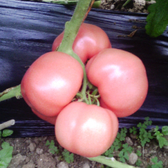 山东泰山润土万亩温室大棚西红柿