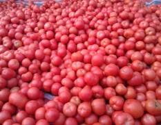 临沂温室大棚西红柿