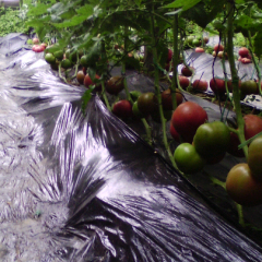 山东省泰安市岱岳区万亩西红柿