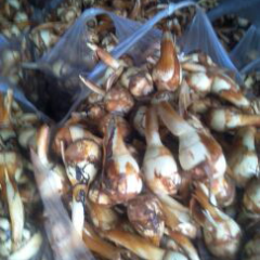 本地冬慈菇个大，白净，口感好