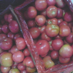 临沂市暖冬大棚是主要种植基地