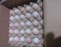 核桃园散养土鸡蛋