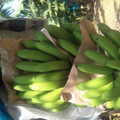 霜冻来临蕉农急出手价格不稳