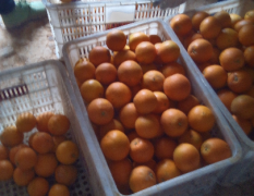 宜昌脐橙现已全面上市，欲购从速