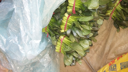 聊城市东昌府区大叶菠菜