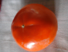 杨丰甜柿，70以上，个大，色泽好，甜，脆，