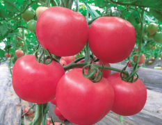 种植基地西红柿种植面积6万余亩
