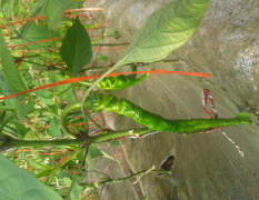 武威大柳乡种植辣椒的历史悠久
