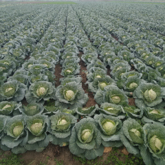 旺旺球形圆，耐运输，各各市场都好卖