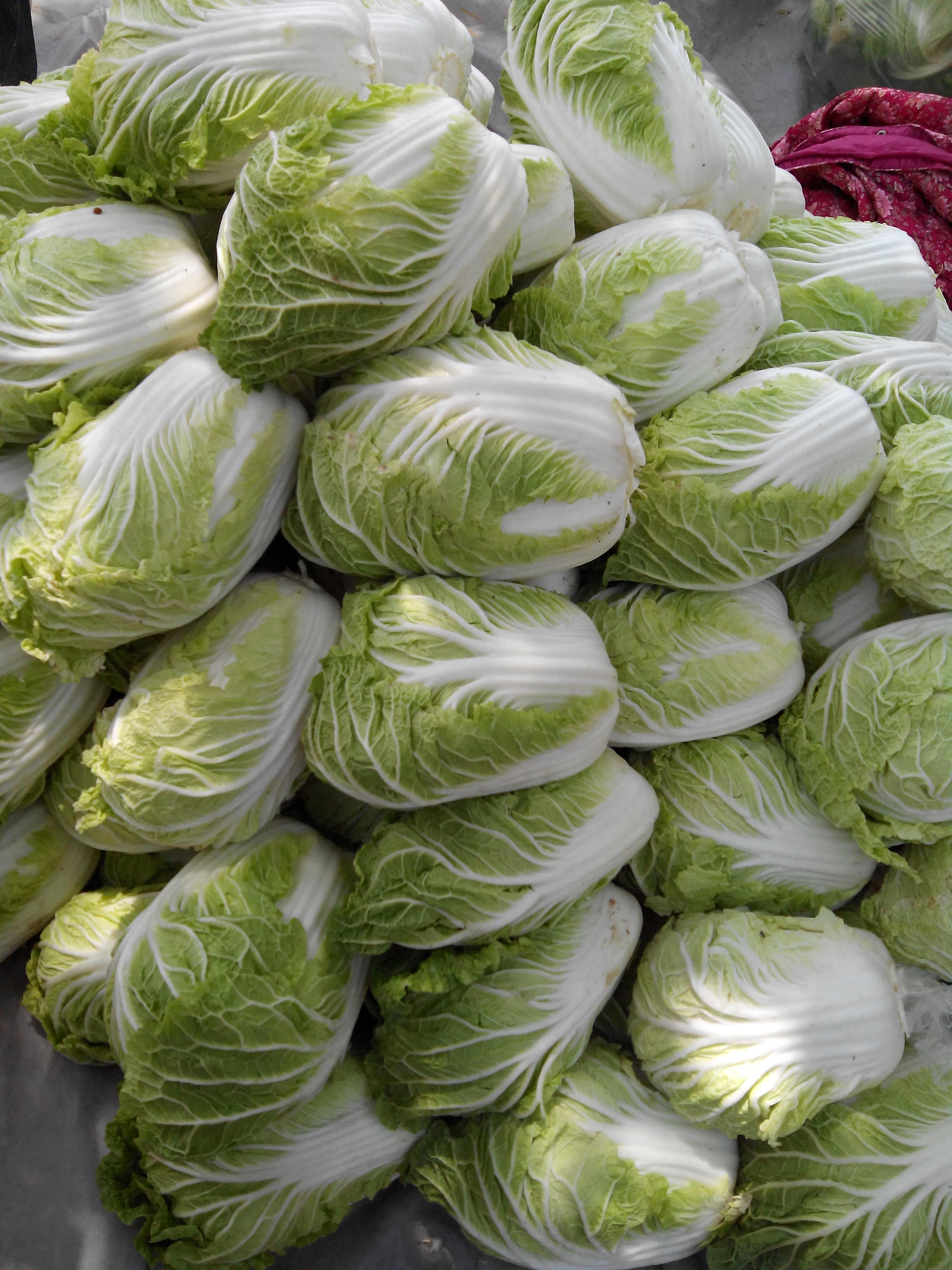 2014年05月08日西华县白菜价格