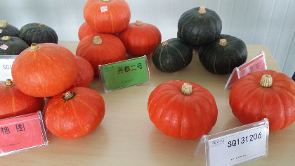 青州供应大量红皮南瓜，品种多，品质优
