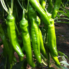 青州羊角椒辣椒个大 品种齐全 价格实惠