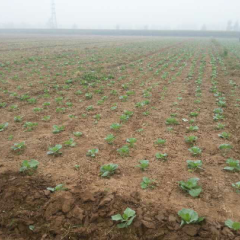 石家庄藁城合作社甘蓝种植面积150亩