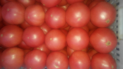 廊坊光阳绿园合作社万亩西红市基地