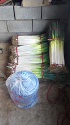 安丘铁杆大葱上市中 价格低 质量好