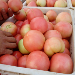 东昌府西红柿质量好价格优 欢迎前来选购