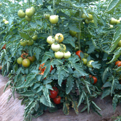 晋中以色列西红柿皮厚 果实成色好