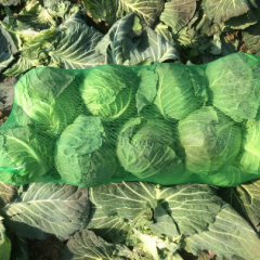 河南新野供应优质甘蓝 欢迎来考察收购